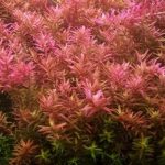 Rotala Rotundifolia – Pink