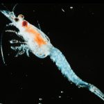 Color photo of zooplankton Mysis relicta.