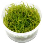 tropica-vesicularia-ferriei-weeping-moss-1-2-grow