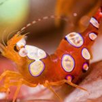 sexy shrimp thor