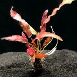 Barclaya-longifolia-2_1024x1024