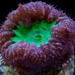 koralj morski akvarij