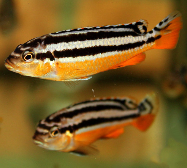 Melanochromis-auratus4