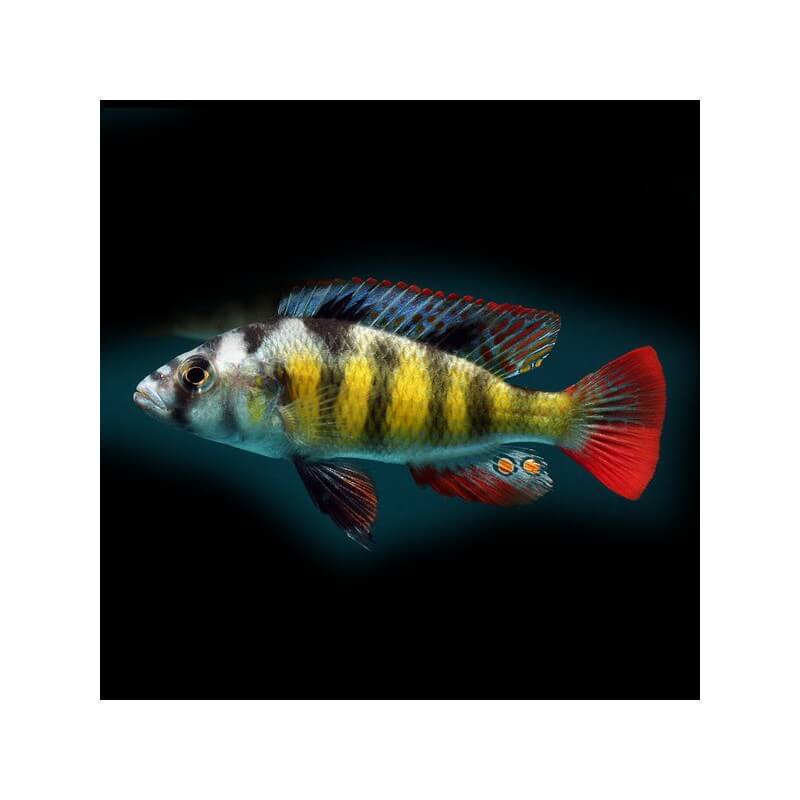 haplochromis-obliquidens-zebra-5-6cm